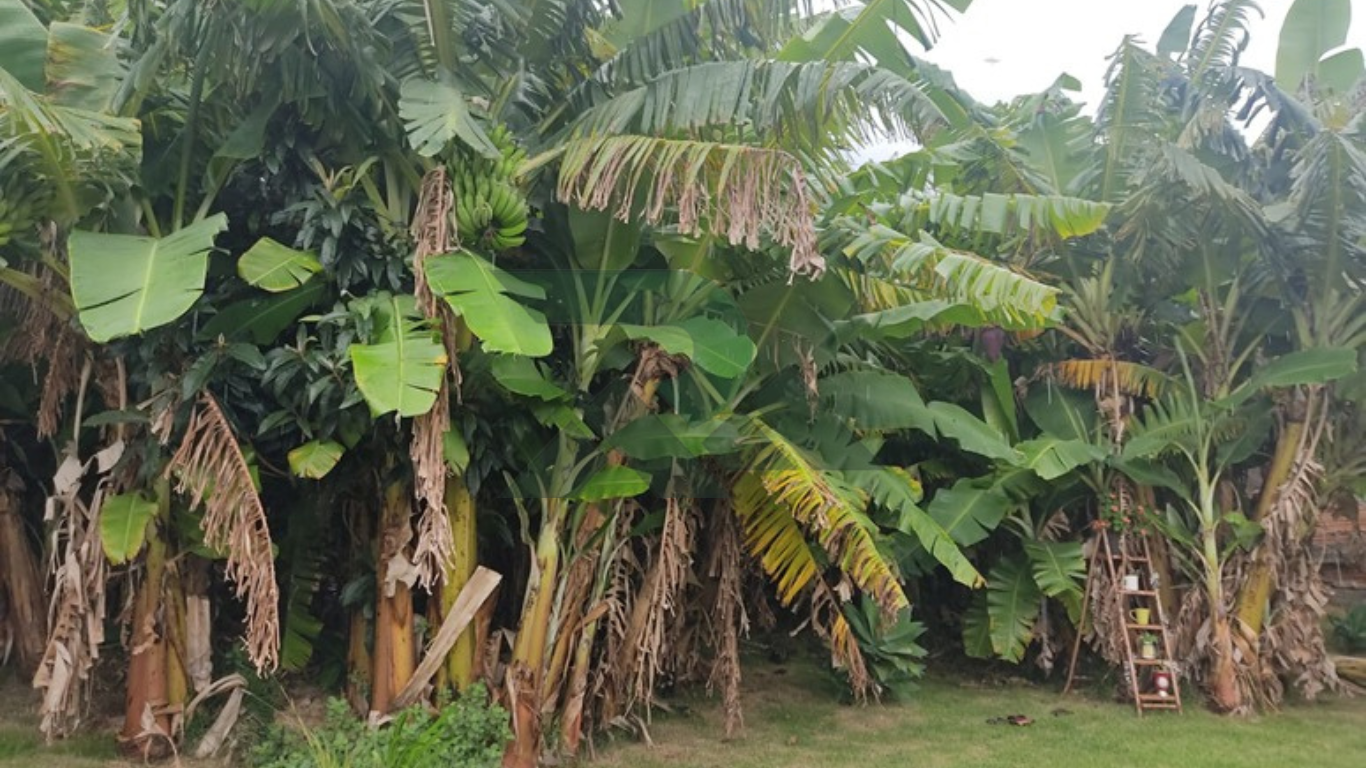 Lote com edificação 472,50 m2
